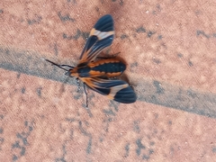 Dycladia