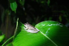 Craugastor fitzingeri