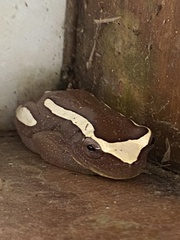 Dendropsophus elegans