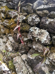 Bulbophyllum purpureofuscum