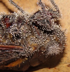 Ophiocordycipitaceae