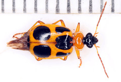 Lebia