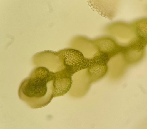 Cheilolejeunea holostipa
