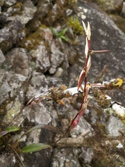 Bulbophyllum purpureofuscum