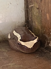 Dendropsophus elegans