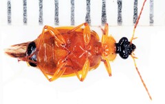Lebia