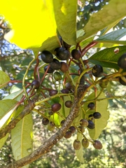 Daphniphyllum himalaense