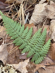 Dryopteris intermedia