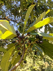 Daphniphyllum himalaense