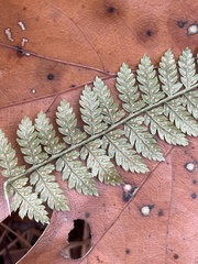 Dryopteris intermedia