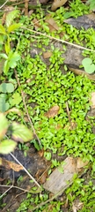 Hydrocotyle verticillata