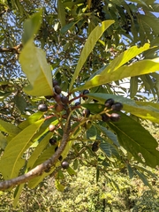 Daphniphyllum himalaense