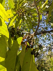 Daphniphyllum himalaense