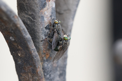 Sarconesia chlorogaster