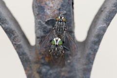 Sarconesia chlorogaster