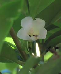 Codonanthopsis calcarata