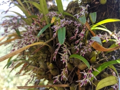 Bulbophyllum roseopictum