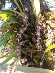 Bulbophyllum roseopictum
