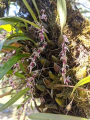 Bulbophyllum roseopictum