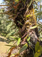 Bulbophyllum roseopictum