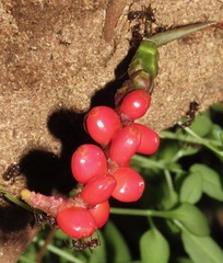 Anthurium gracile