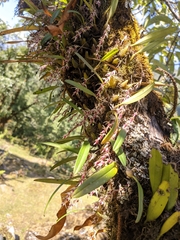 Bulbophyllum roseopictum