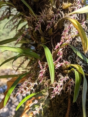 Bulbophyllum roseopictum