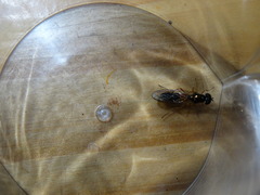 Sarginae