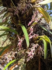 Bulbophyllum roseopictum