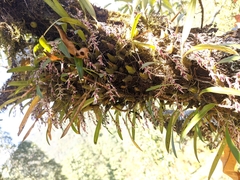 Bulbophyllum roseopictum