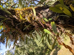 Bulbophyllum roseopictum