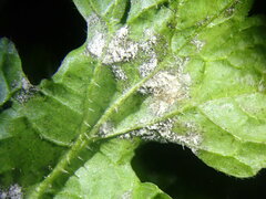 Erysiphe cruciferarum