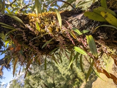 Bulbophyllum roseopictum