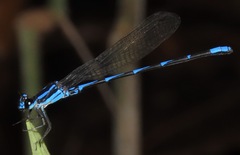 Argia oculata