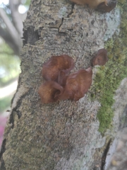 Auricularia fuscosuccinea