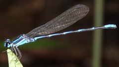 Argia oculata