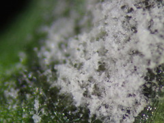 Erysiphe cruciferarum