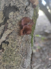 Auricularia fuscosuccinea