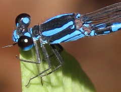 Argia oculata
