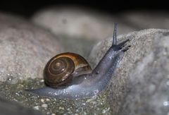 Helminthoglypta