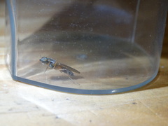 Sarginae