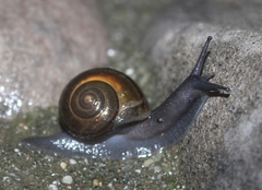 Helminthoglypta