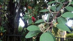Cotoneaster glaucophyllus