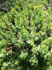 Senecio halimifolius