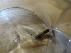 Sarginae