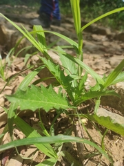 Hippobroma longiflora