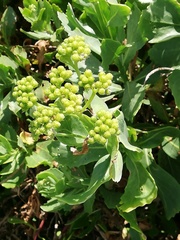 Senecio halimifolius