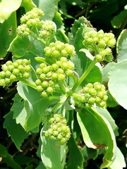 Senecio halimifolius