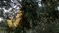 Laburnum anagyroides