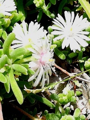 Drosanthemum candens